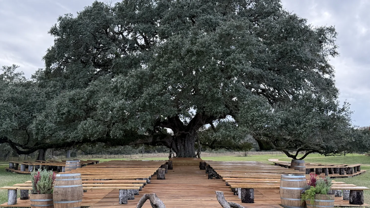Wedding ceremony beneath the live oak