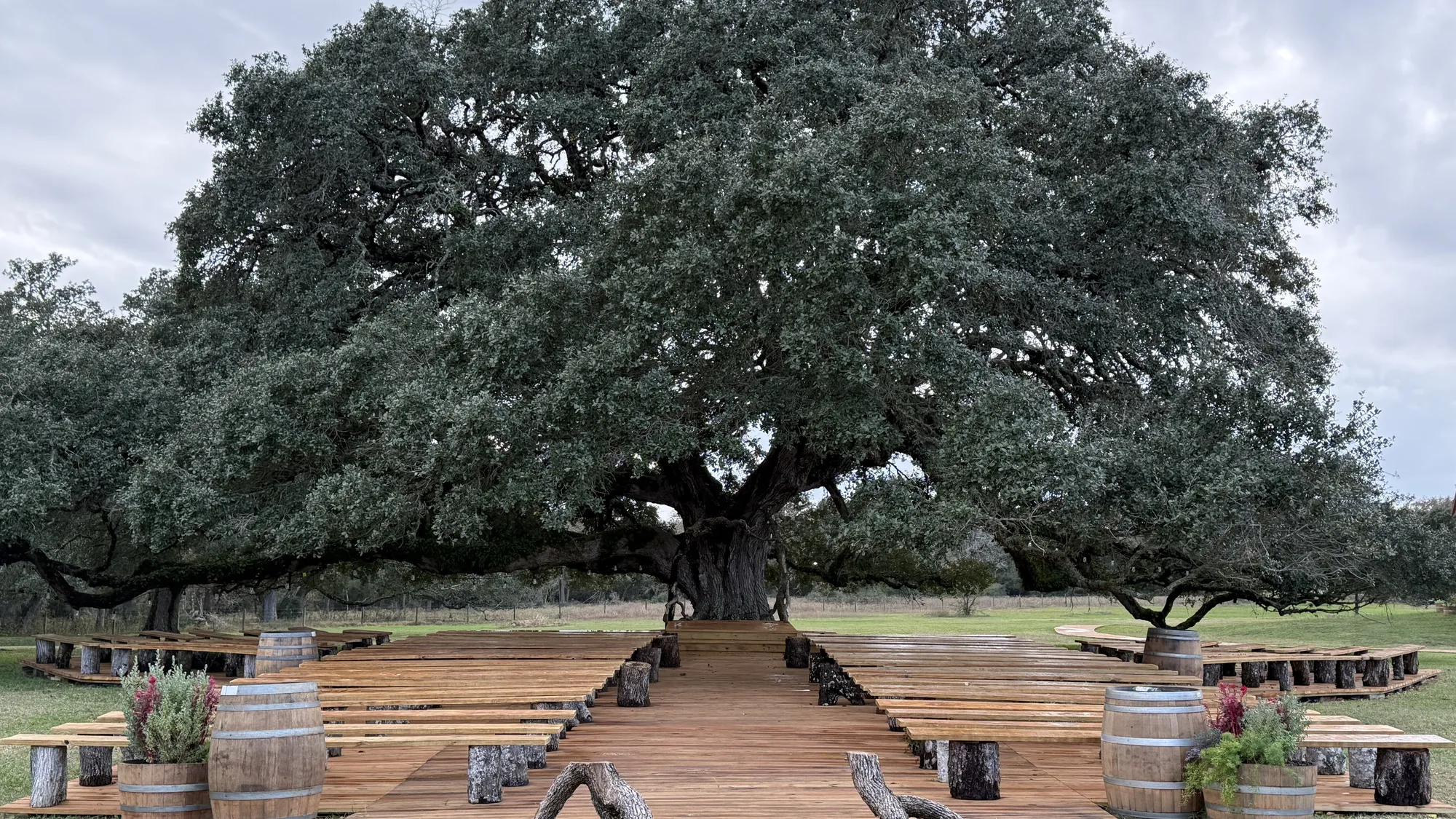 Wedding ceremony beneath the large live oak at Twin Oaks